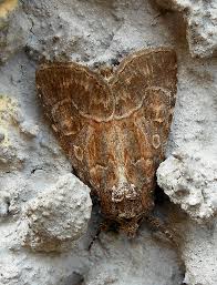 Attēlu rezultāti vaicājumam “Thalpophila matura”