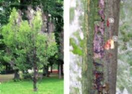 Attēlu rezultāti vaicājumam “Anthostoma decipiens”