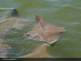 Image result for Rhinoptera brasiliensis