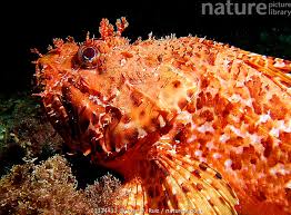 Image result for Scorpaena scrofa