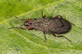 Attēlu rezultāti vaicājumam “Coremacera marginata”