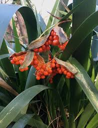 Attēlu rezultāti vaicājumam “Stellaria holostea fruit”