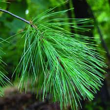 Attēlu rezultāti vaicājumam “Pinus strobus”