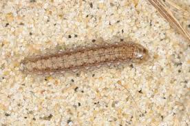 Attēlu rezultāti vaicājumam “Agrotis vestigialis”