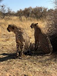 Afbeeldingsresultaat voor cheeta