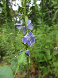 Image result for Campanula americana