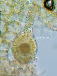 Attēlu rezultāti vaicājumam “Bryum funkii macro”