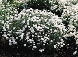 Image result for Achillea Ptarmica
