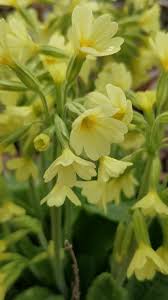 Image result for Himmelschlüssel