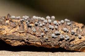 Attēlu rezultāti vaicājumam “Colloderma sp.”