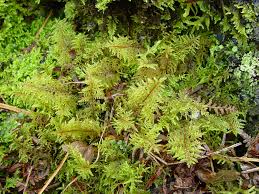 Attēlu rezultāti vaicājumam “Hylocomium splendens sporophyte”