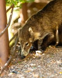 Attēlu rezultāti vaicājumam “Enteridium corticatum”