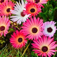 Image result for Mesembryanthemum criniflorum