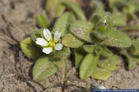 Attēlu rezultāti vaicājumam “Cerastium semidecandrum leaf”