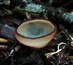 Attēlu rezultāti vaicājumam “Humaria hemisphaerica”