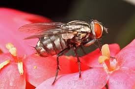 Attēlu rezultāti vaicājumam “Sarcophagidae”