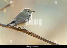 Image result for Ficedula albicilla