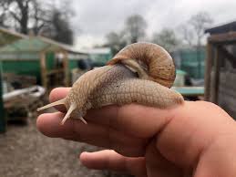 Attēlu rezultāti vaicājumam “Helix pomatia”