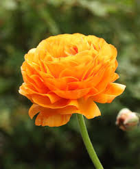 Attēlu rezultāti vaicājumam “Ranunculus brunnescens”