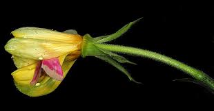 Attēlu rezultāti vaicājumam “Oenothera biennis fruit”