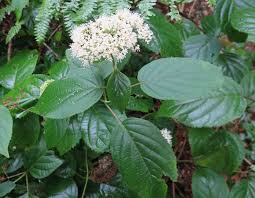 Attēlu rezultāti vaicājumam “Hydrangea arborescens subsp. discolor flower”