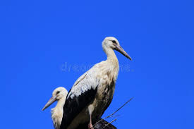 Attēlu rezultāti vaicājumam “Ciconia ciconia juvenile”