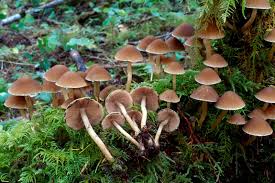 Attēlu rezultāti vaicājumam “Psathyrella sp.”