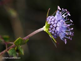 Image result for Succisa pratensis