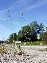 Attēlu rezultāti vaicājumam “Puccinellia distans”