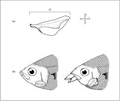 Image result for Eugerres plumieri