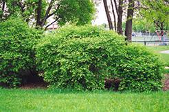 Attēlu rezultāti vaicājumam “Lonicera caerulea var. pallasii”