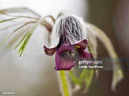 Attēlu rezultāti vaicājumam “Pulsatilla pratensis flower”