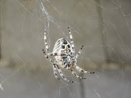 Attēlu rezultāti vaicājumam “Araneus angulatus”