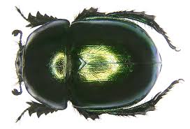 Attēlu rezultāti vaicājumam “Trypocopris vernalis”