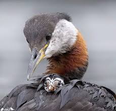 Attēlu rezultāti vaicājumam “Podiceps grisegena adult”