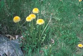 Attēlu rezultāti vaicājumam “Taraxacum officinale aggr. fruit”