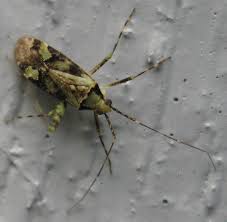 Attēlu rezultāti vaicājumam “Phytocoris tiliae imago”