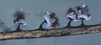 Attēlu rezultāti vaicājumam “Didymium clavus spores”