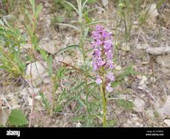 Attēlu rezultāti vaicājumam “Dactylorhiza majalis subsp. baltica bud”