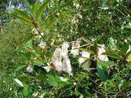 Attēlu rezultāti vaicājumam “Salix pentandra leaf”