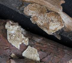 Attēlu rezultāti vaicājumam “Antrodia macra”