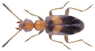 Attēlu rezultāti vaicājumam “Anthicidae”