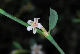 Attēlu rezultāti vaicājumam “Polygonum aviculare flower”
