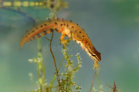 Attēlu rezultāti vaicājumam “Triturus vulgaris female”