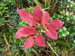 Attēlu rezultāti vaicājumam “Enkianthus chinensis leaf”