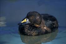 Attēlu rezultāti vaicājumam “Melanitta nigra”