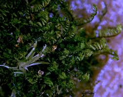 Attēlu rezultāti vaicājumam “Plagiochila porelloides sporophyte”