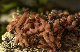 Attēlu rezultāti vaicājumam “Arcyria, Heterotrichia sp.”