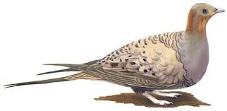 Image result for Syrrhaptes paradoxus