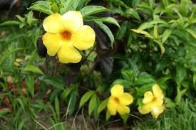 Attēlu rezultāti vaicājumam “Apocynaceae”